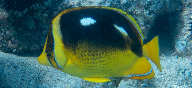 Chaetodon quadrimaculatus