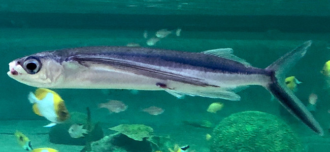 Cheilopogon heterurus