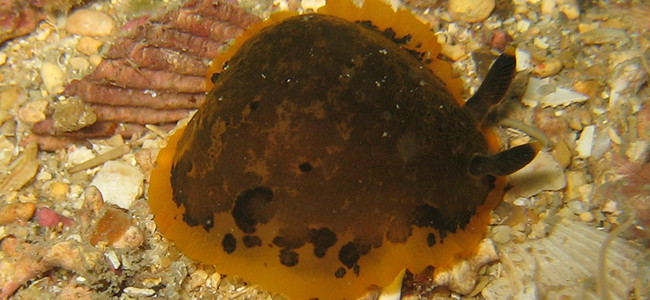 Dendrodoris limbata