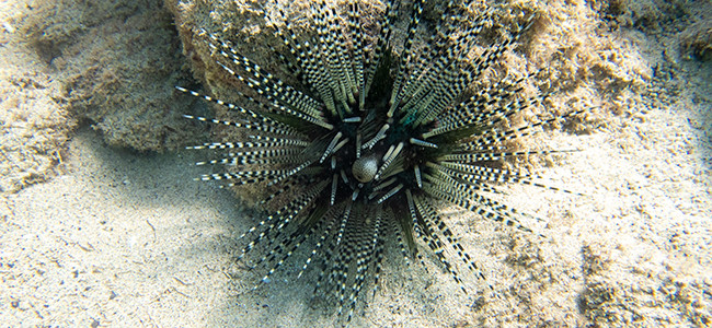 Echinothrix calamaris