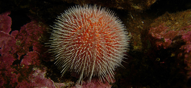 Echinus esculentus