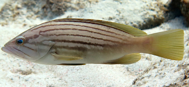 Epinephelus costae