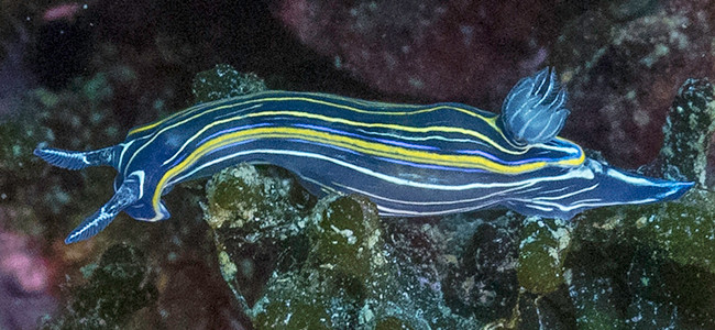 Felimare villafranca