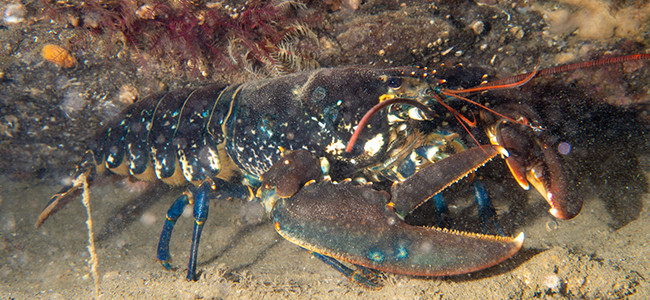 Homarus gammarus
