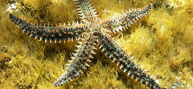 Marthasterias glacialis