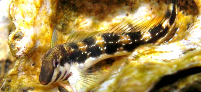 Microlipophrys adriaticus