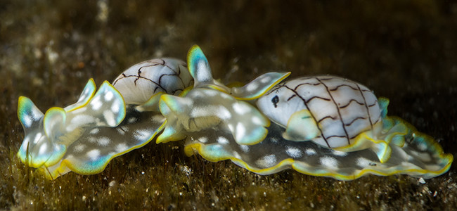 Micromelo undatus