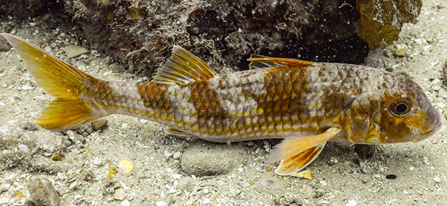 Mullus barbatus
