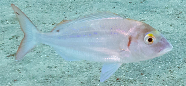 Pagellus erythrinus