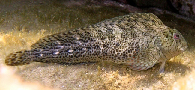 Parablennius sanguinolentus