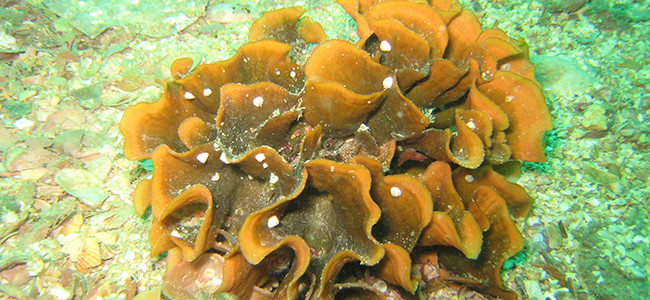 Pentapora fascialis