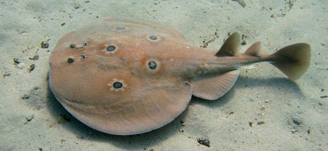 Electric Rays