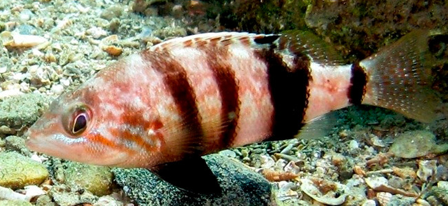 Serranus hepatus
