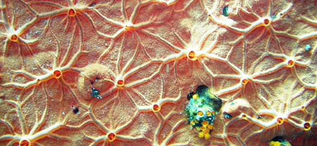 Spirastrella cunctatrix