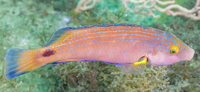 Symphodus mediterraneus