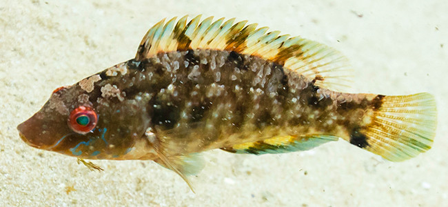 Symphodus roissali