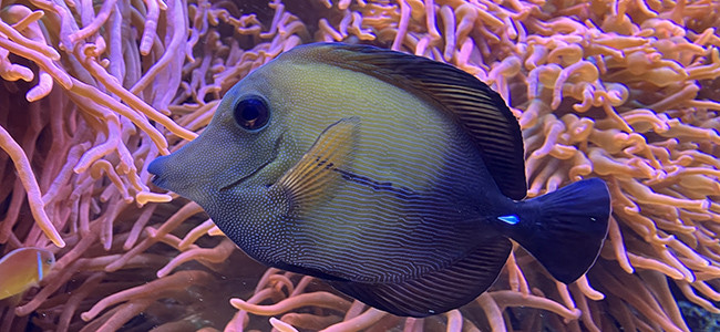Zebrasoma scopas