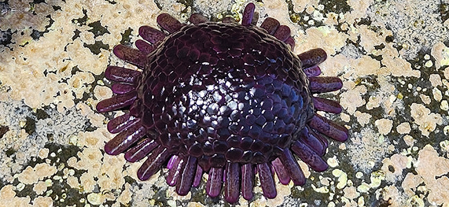 Colobocentrotus atratus