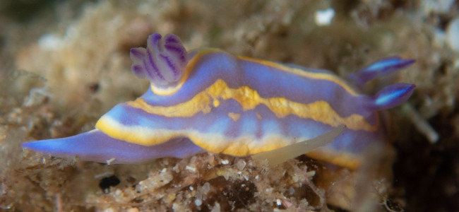 Felimida binza