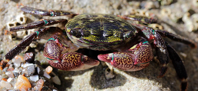 Pachygrapsus crassipes