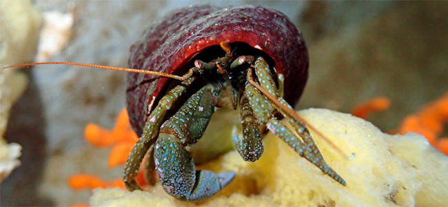 Pagurus granosimanus