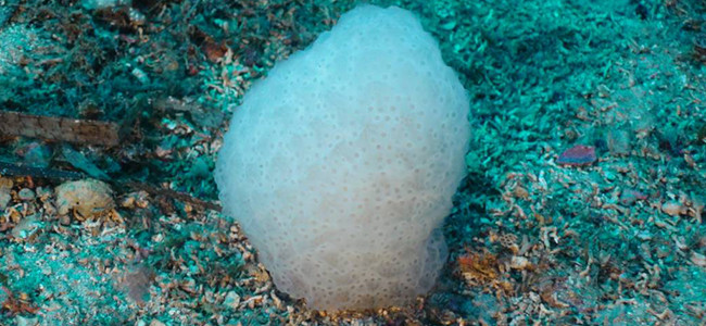 Pseudodistoma obscurum