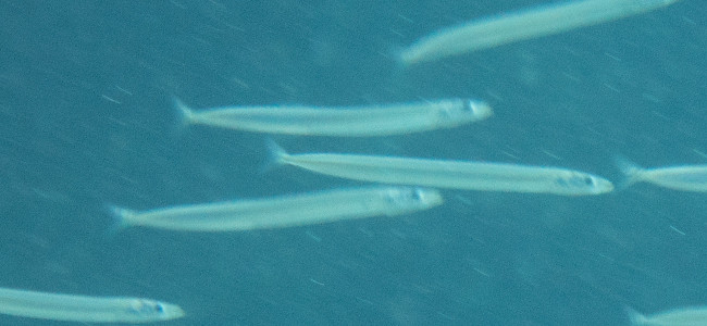 Gymnammodytes cicerelus