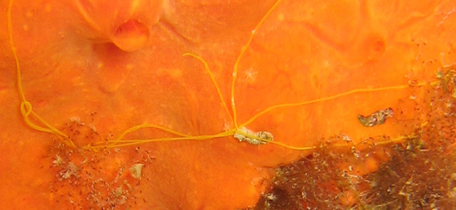 Eupolymnia nebulosa