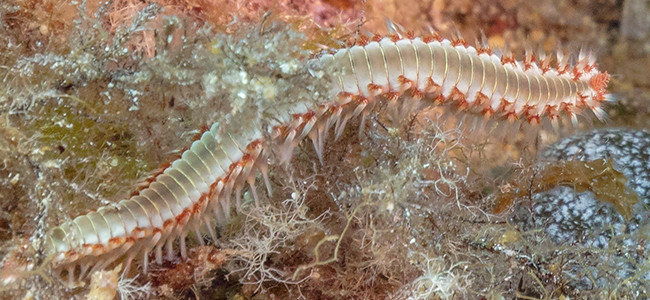 Hermodice carunculata