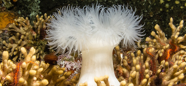 Metridium farcimen