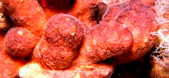 Schizobrachiella sanguinea