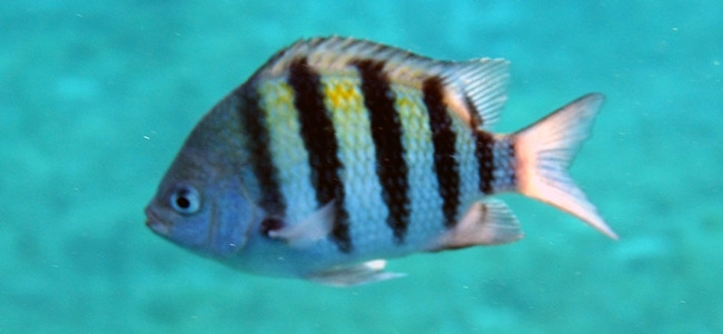 Abudefduf saxatilis