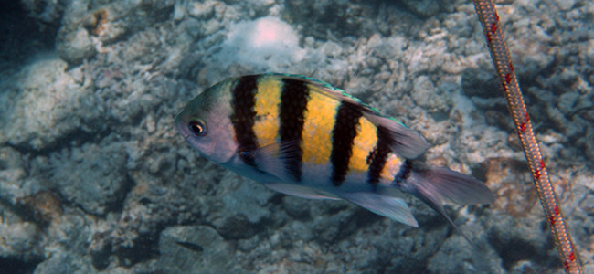 Abudefduf vaigiensis