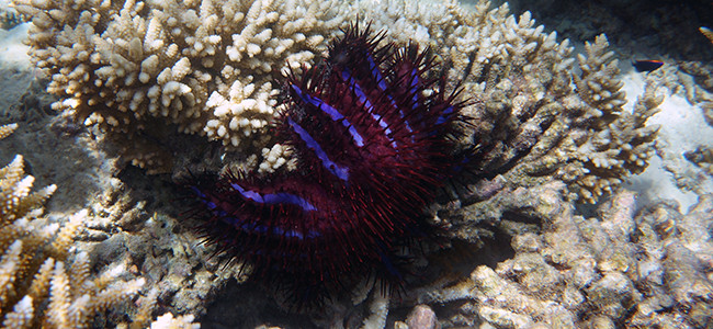 Acanthaster planci