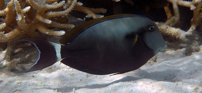 Acanthurus auranticavus