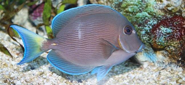 Acanthurus coeruleus