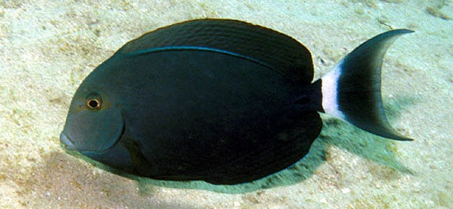 Acanthurus gahhm