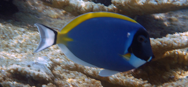 Acanthurus leucosternon