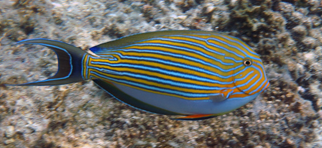 Acanthurus lineatus