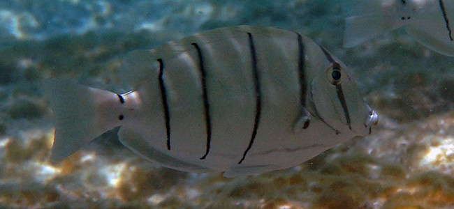 Acanthurus triostegus