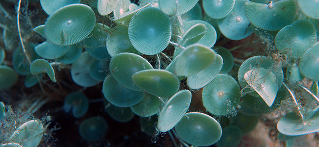 Acetabularia acetabulum