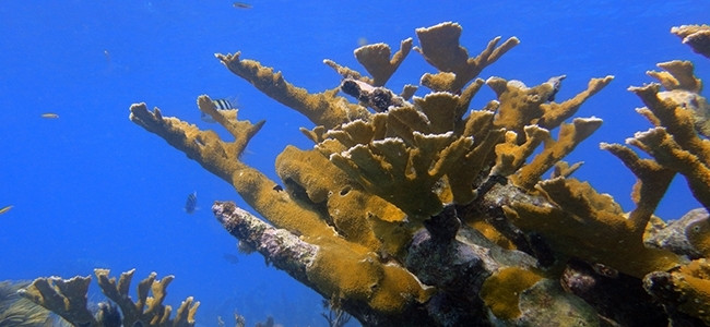 Acropora palmata