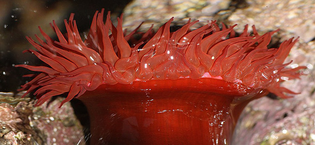Actinia equina