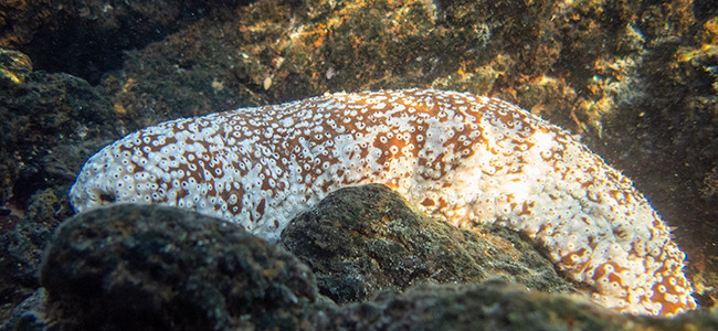 Actinopyga varians