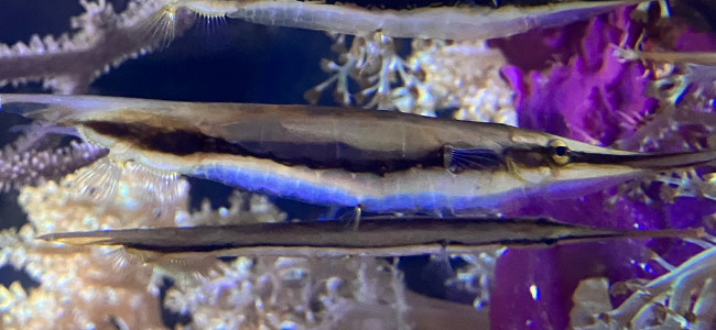 Aeoliscus strigatus