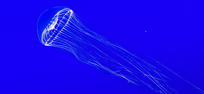Aequorea spp
