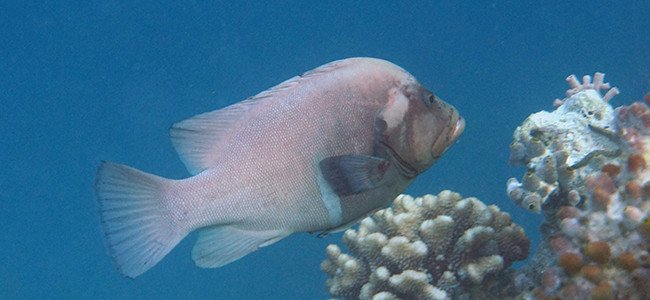 Aethaloperca rogaa