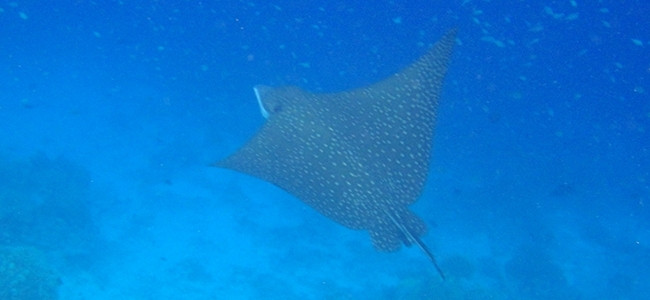 Aetobatus narinari