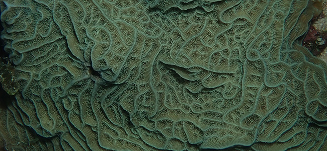 Agaricia agaricites