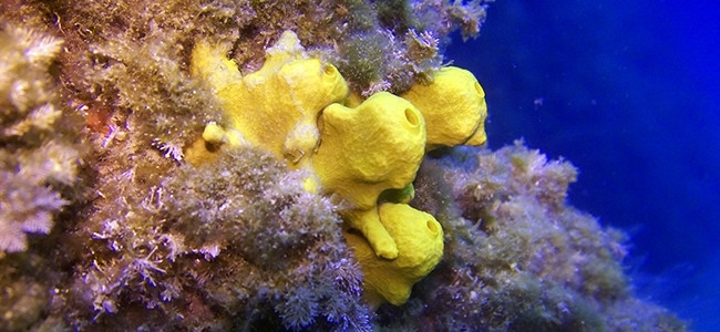 Agelas oroides